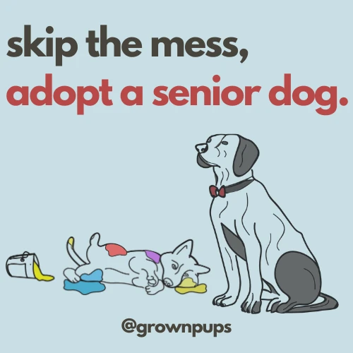 Skip the mess, adopt a senior dog social post